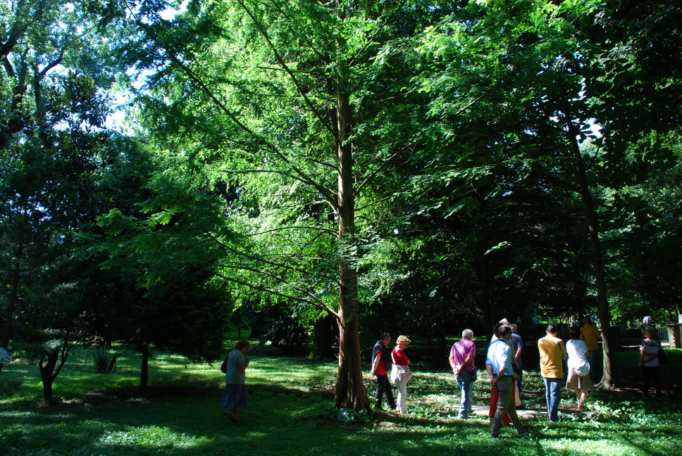 Orto Botanico_078.JPG - SEQUOIA